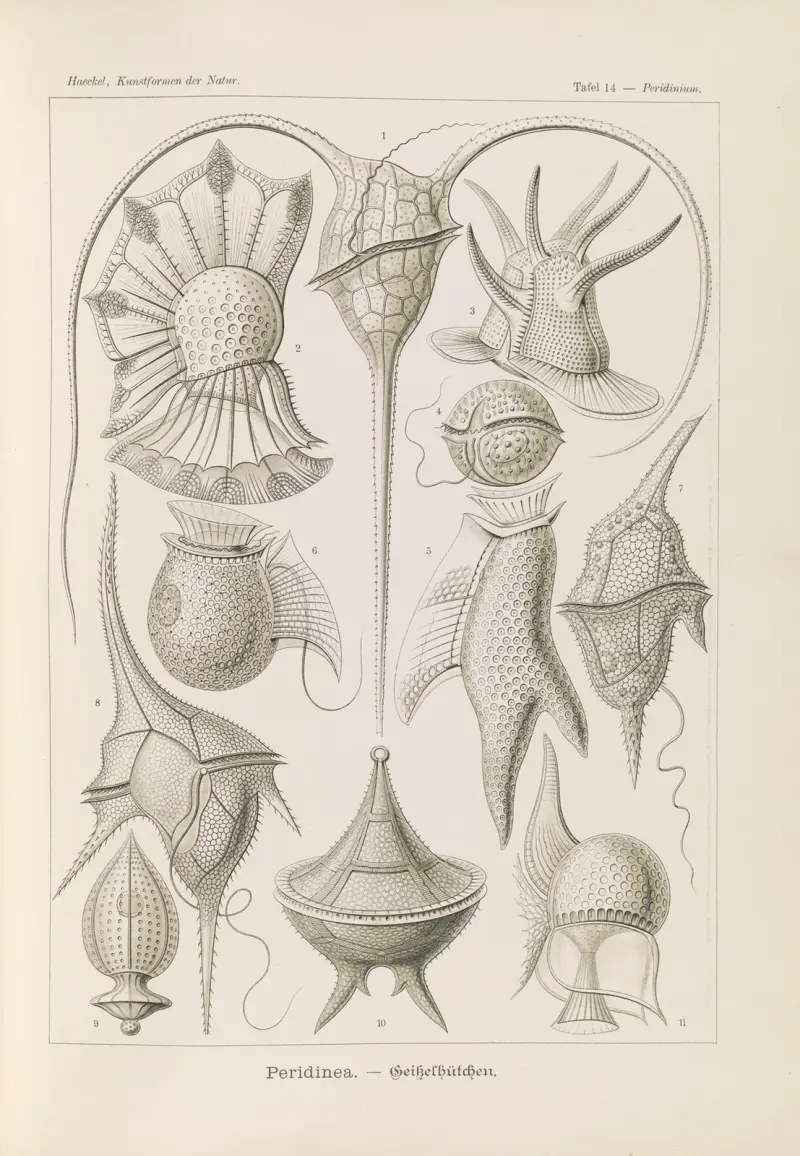 Peridinea – Hełciki, Ernst Haeckel