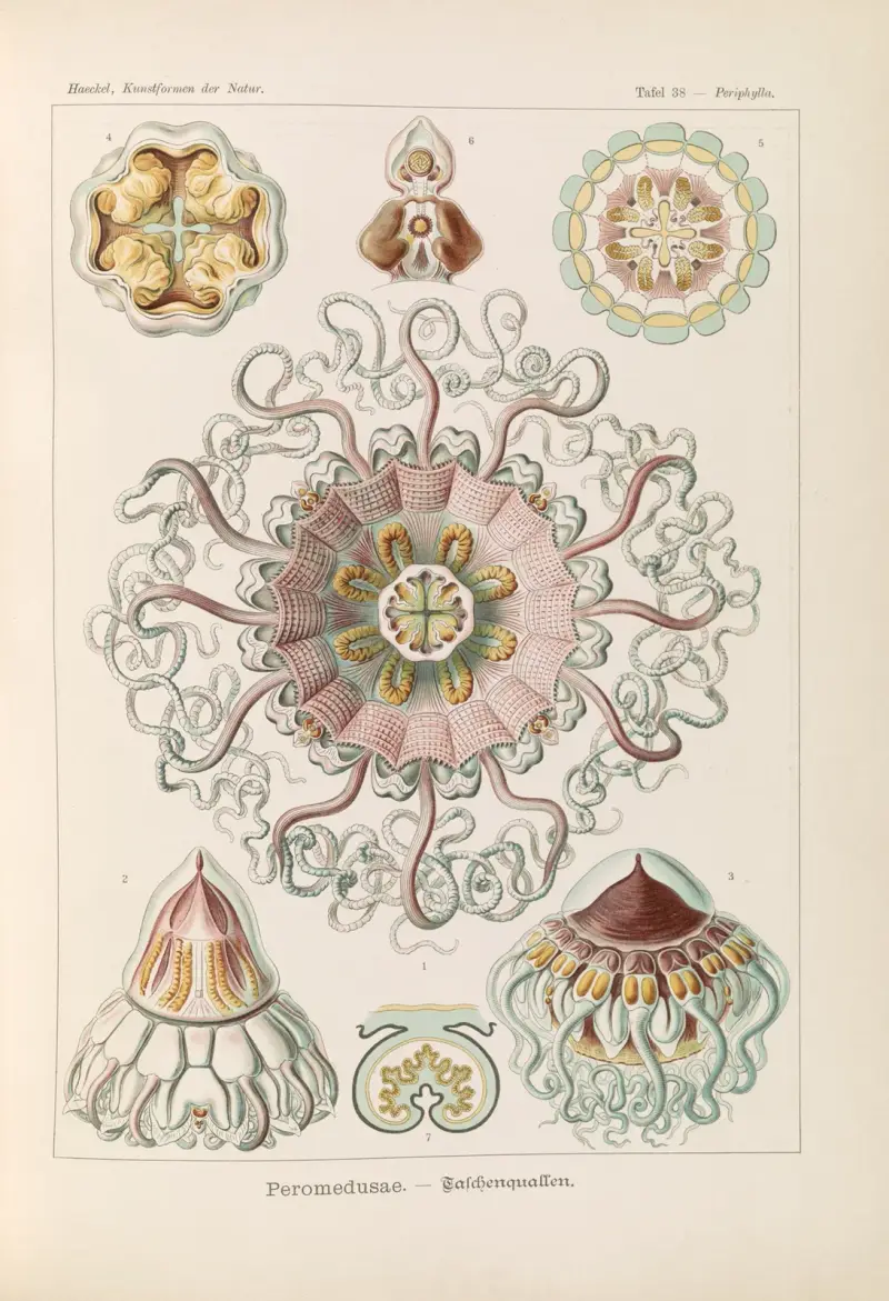 Peromedusae. – Talchenquallen av Ernst Haeckel