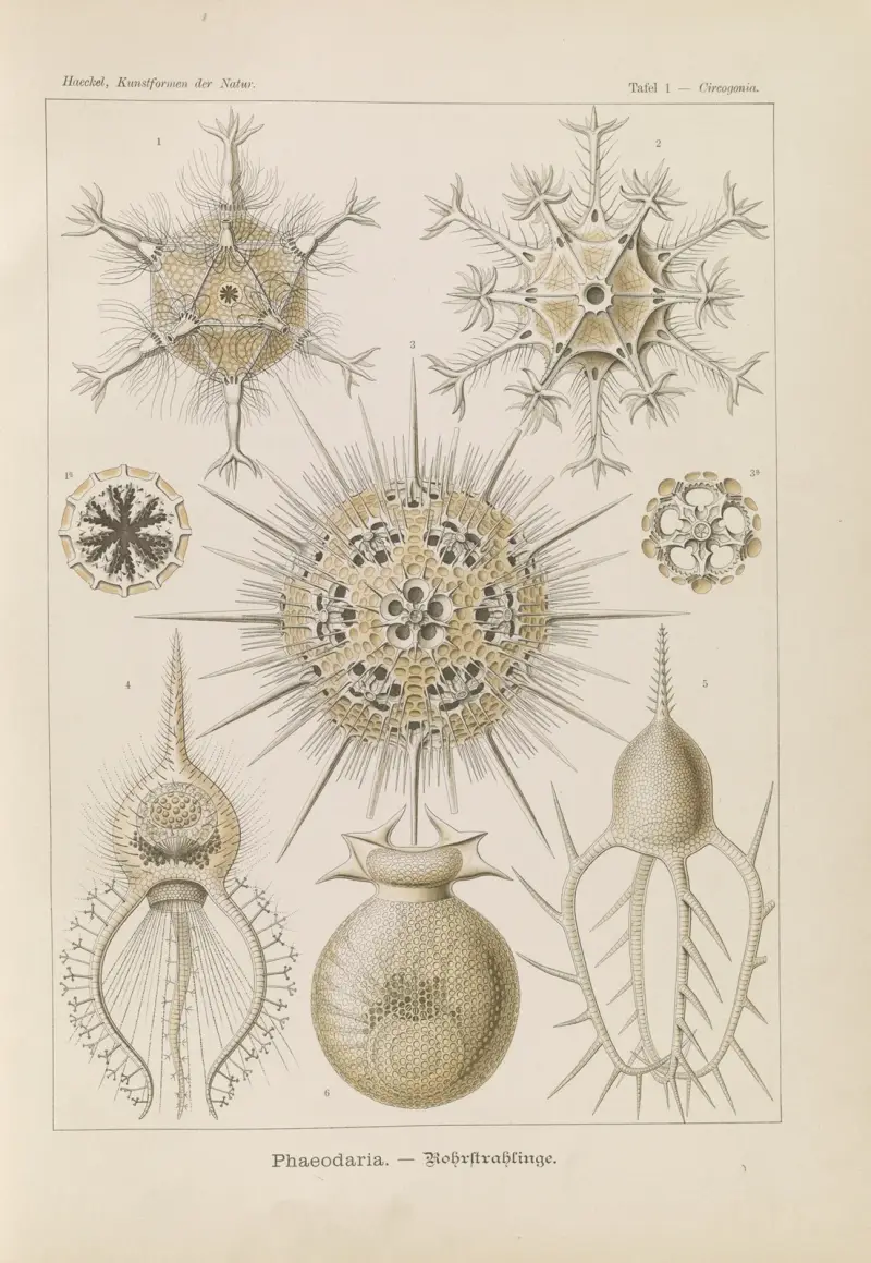 Phaeodaria. – Rohrstrahlinge, Ernst Haeckel