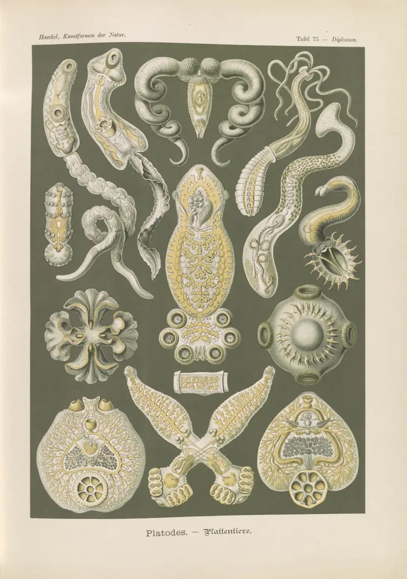 Platodes. – Zwierzęta płaskie, Ernst Haeckel