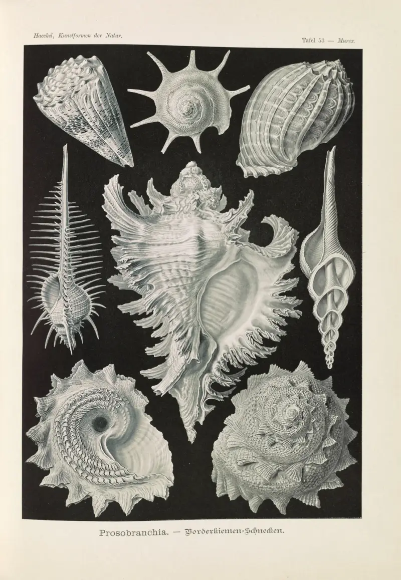 Prosobranchia – framgälade snäckor av Ernst Haeckel
