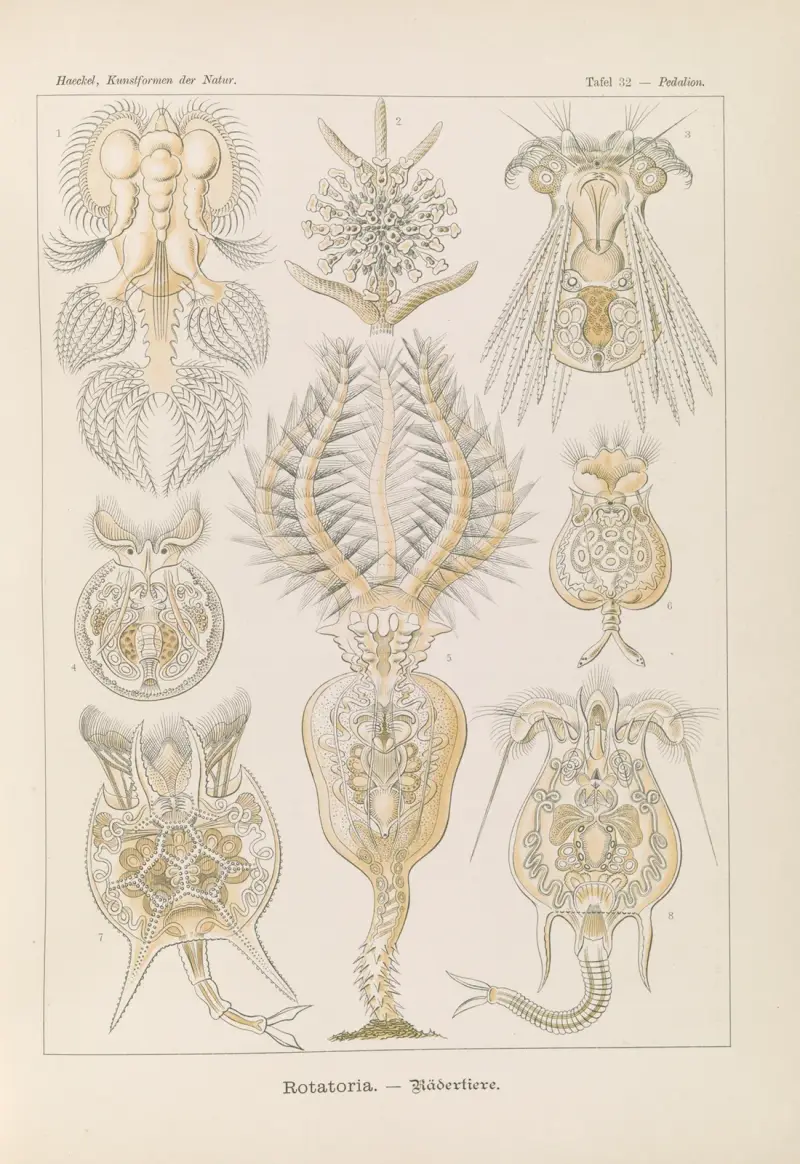 Rotatoria. – Vířníci, Ernst Haeckel