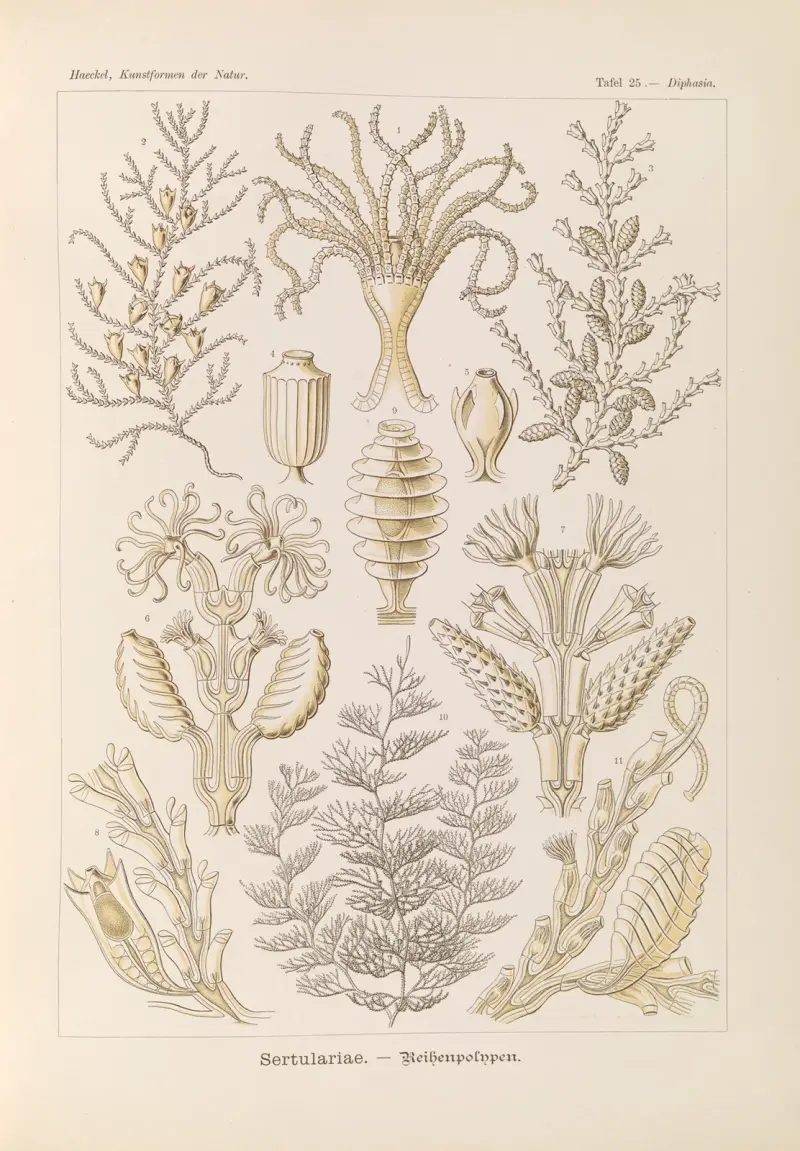 Sertularia – radpolypy, Ernst Haeckel