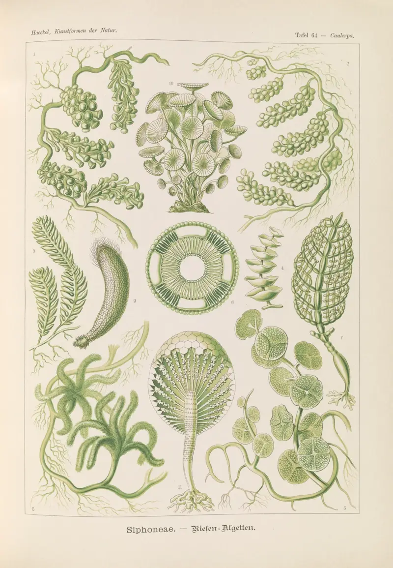 Siphoneae – obří řasy, Ernst Haeckel