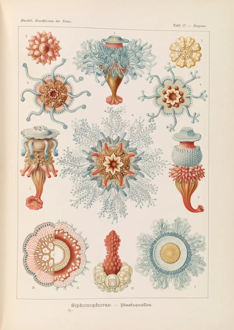 Siphonophorae – Staatsquallen, 1904 – Nr. 2 von Ernst Haeckel