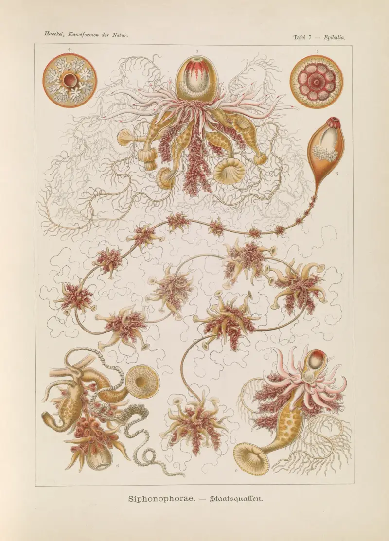 Siphonophorae. – Staatsquallen, 1904 – nr 1 av Ernst Haeckel
