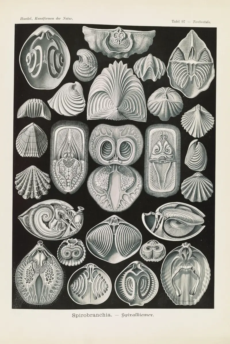 Spirobranchia. – Spiralkiemer av Ernst Haeckel