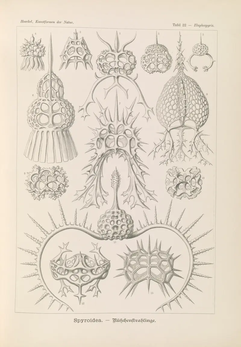 Spyroidea. – Nükchenstrahlinge av Ernst Haeckel