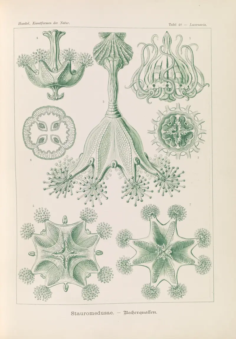 Stauromedusae. – Becherquallen av Ernst Haeckel
