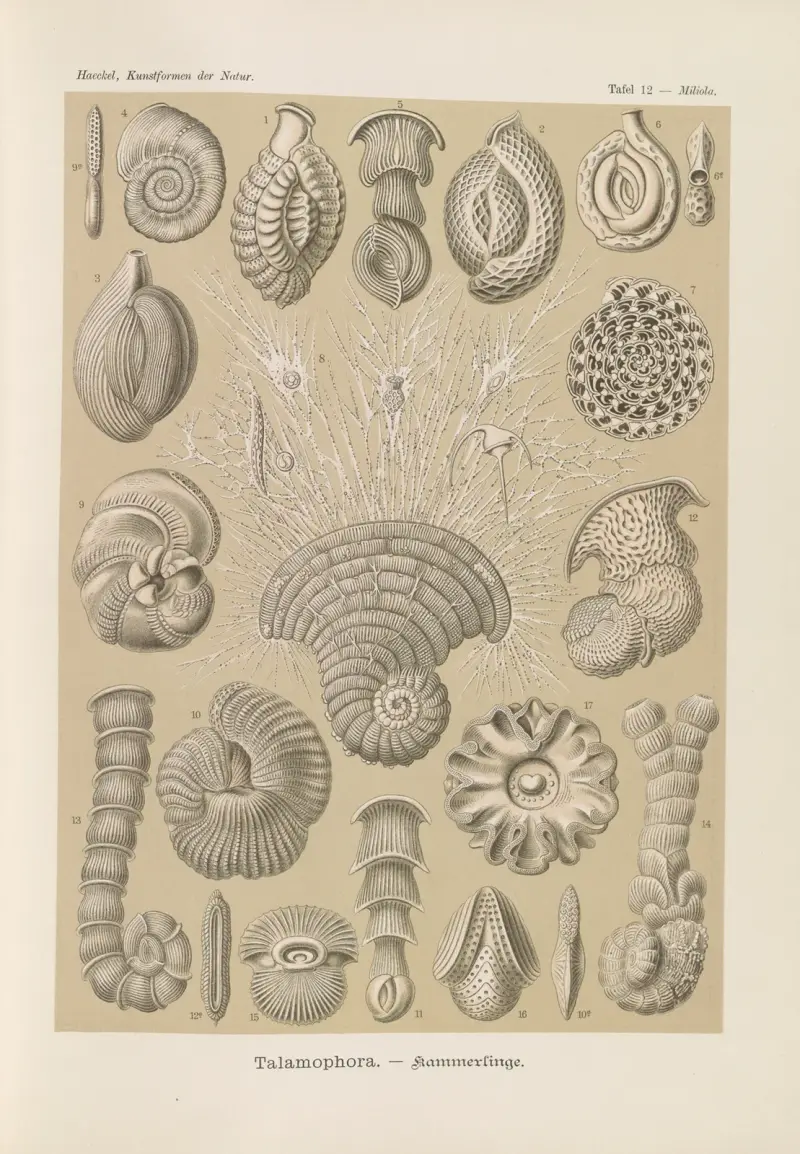 Talamophory – kammerlingové, Ernst Haeckel