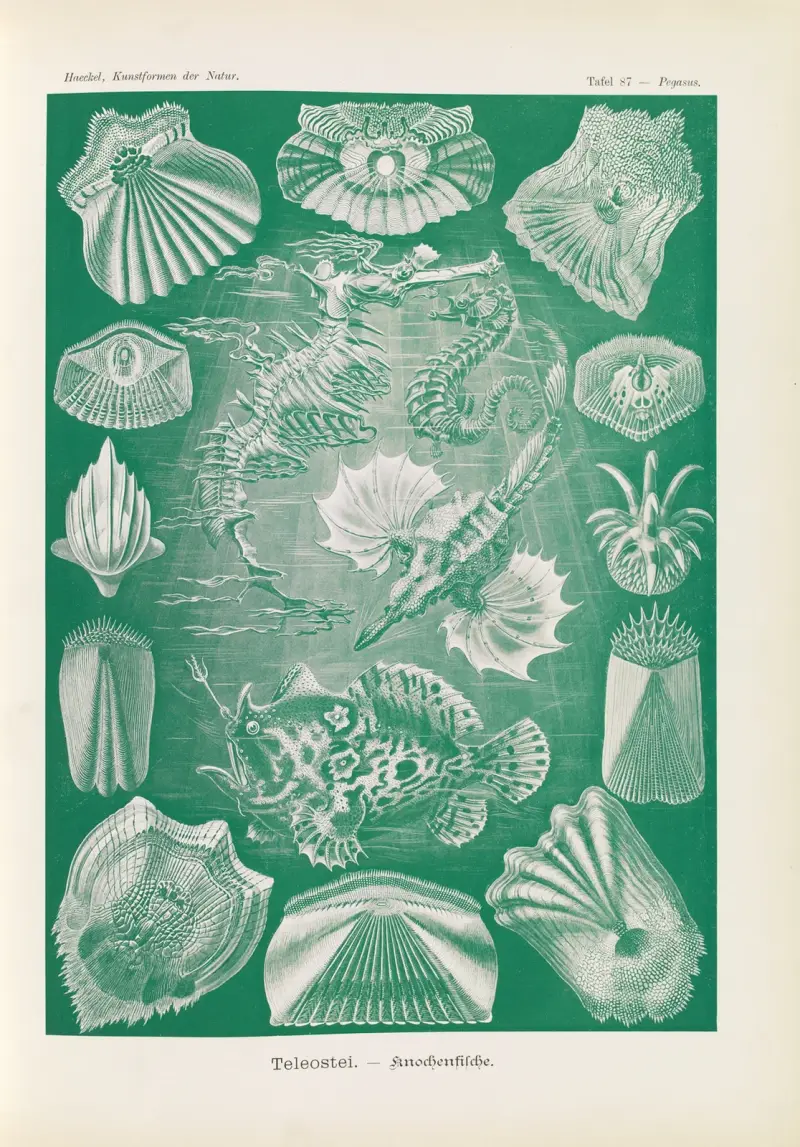 Teleostei. – Knochenfische av Ernst Haeckel