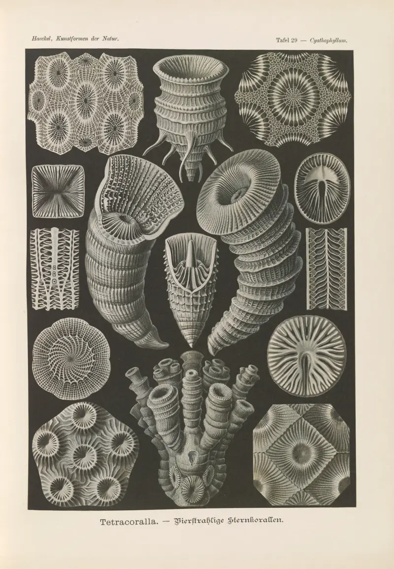 Tetracoralla – fyrstråliga stjärnkoraller av Ernst Haeckel