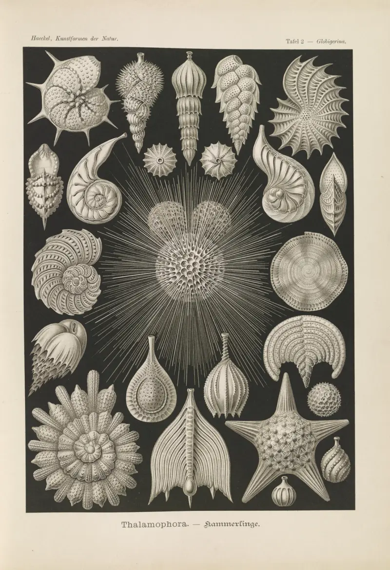 Thalamophora. – Komory, 1904 – Nr. 2, Ernst Haeckel