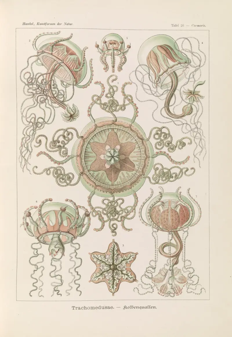 Trachomedusae – kolovky, Ernst Haeckel