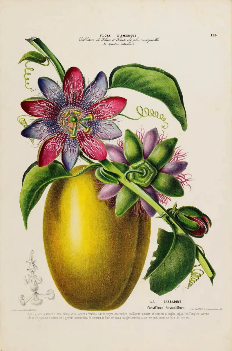 Amerikansk flora, tecknad efter naturen på plats, plansch 166 av Etienne Denisse