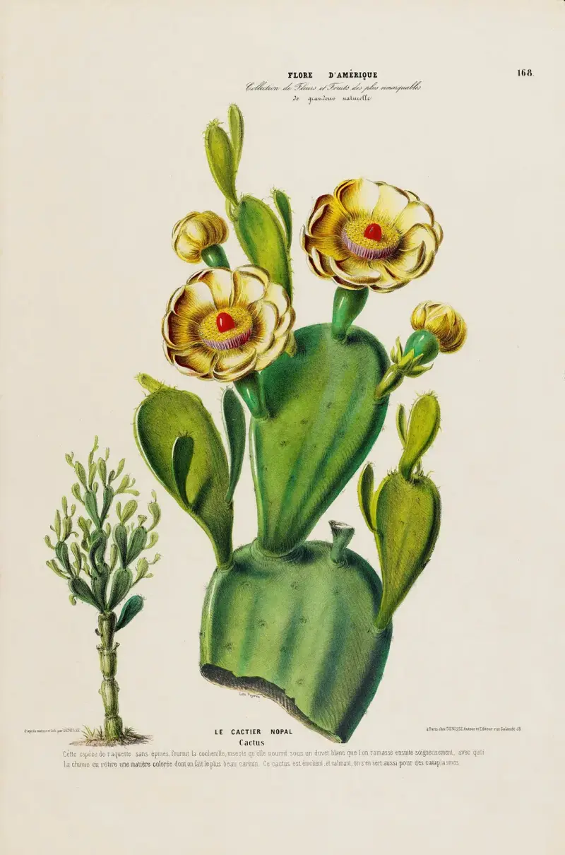 Flore d'Amérique, nach der Natur vor Ort gezeichnet, Tafel 168 von Etienne Denisse