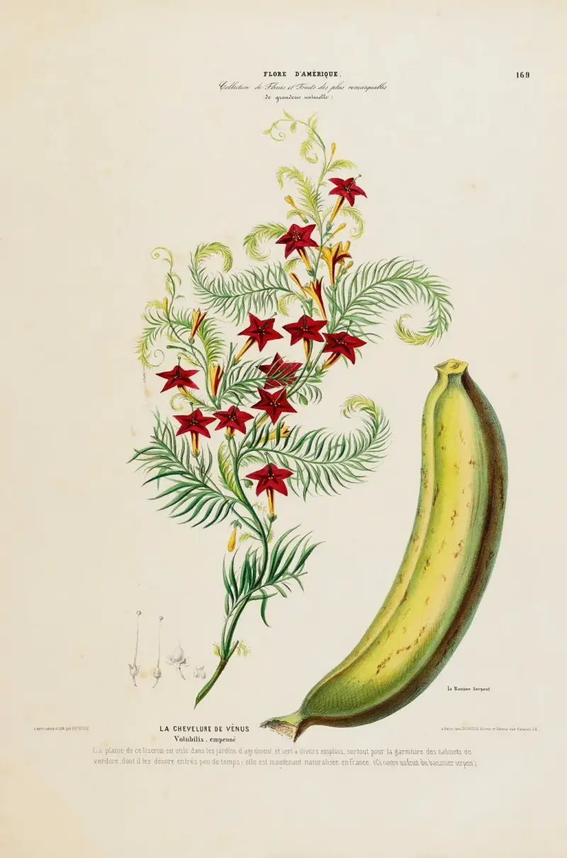 Amerikansk flora, tecknad efter naturen på plats, plansch 169 av Etienne Denisse