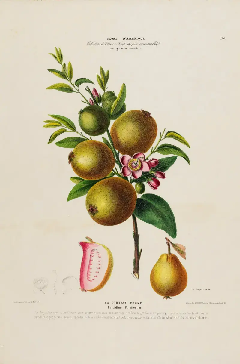 Flore d’Amérique, dessinée d’après nature sur les lieux, Tafel 170 von Etienne Denisse