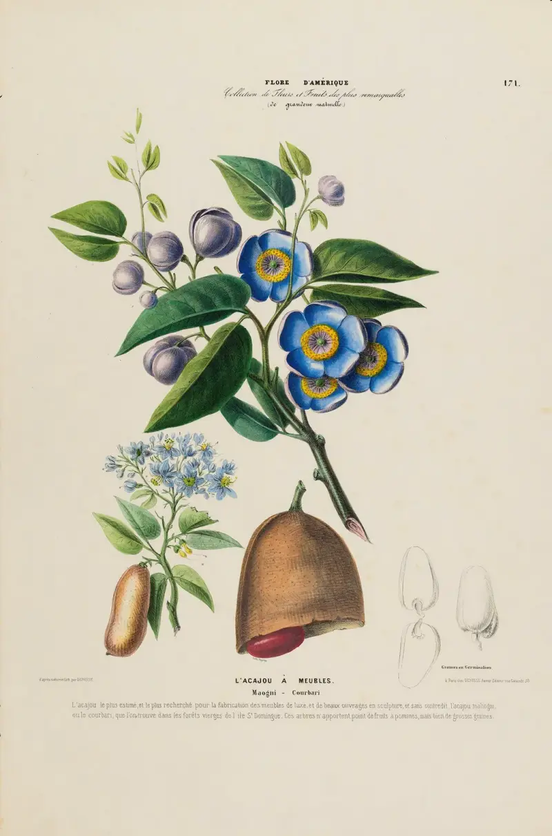 Amerikansk flora, tecknad efter naturen på plats, plansch 171 av Etienne Denisse