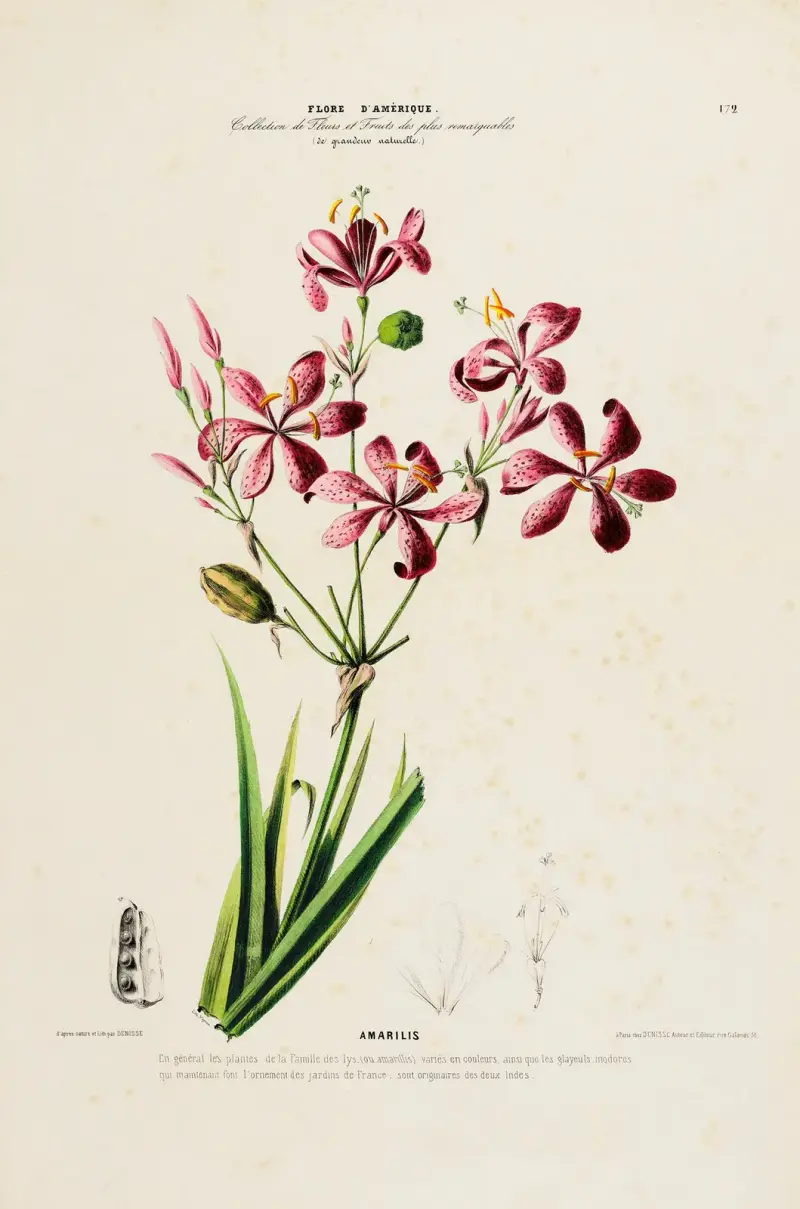 Amerikansk flora, tecknad efter naturen på plats, plansch 172 av Etienne Denisse