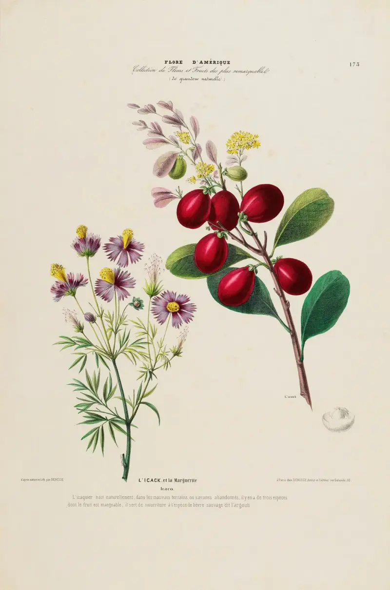 Flore d'Amérique, nach der Natur an Ort und Stelle gezeichnet, Taf. 173 von Etienne Denisse