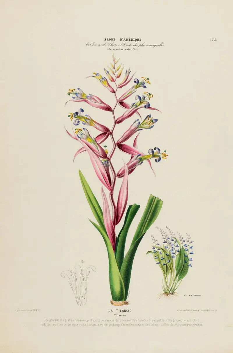Flore d’Amérique, dessinée d’après nature sur les lieux, Tafel 175 von Etienne Denisse