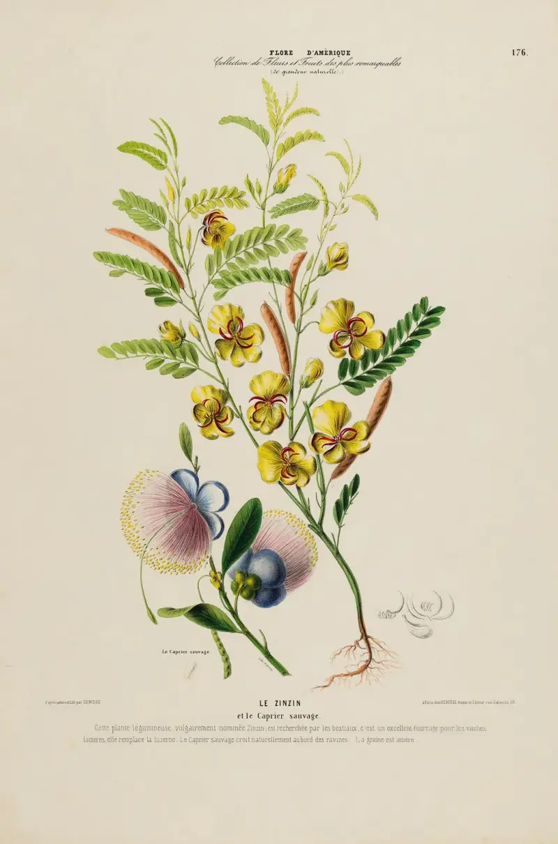 Amerikansk flora, tecknad efter naturen på plats, plansch 176 av Etienne Denisse