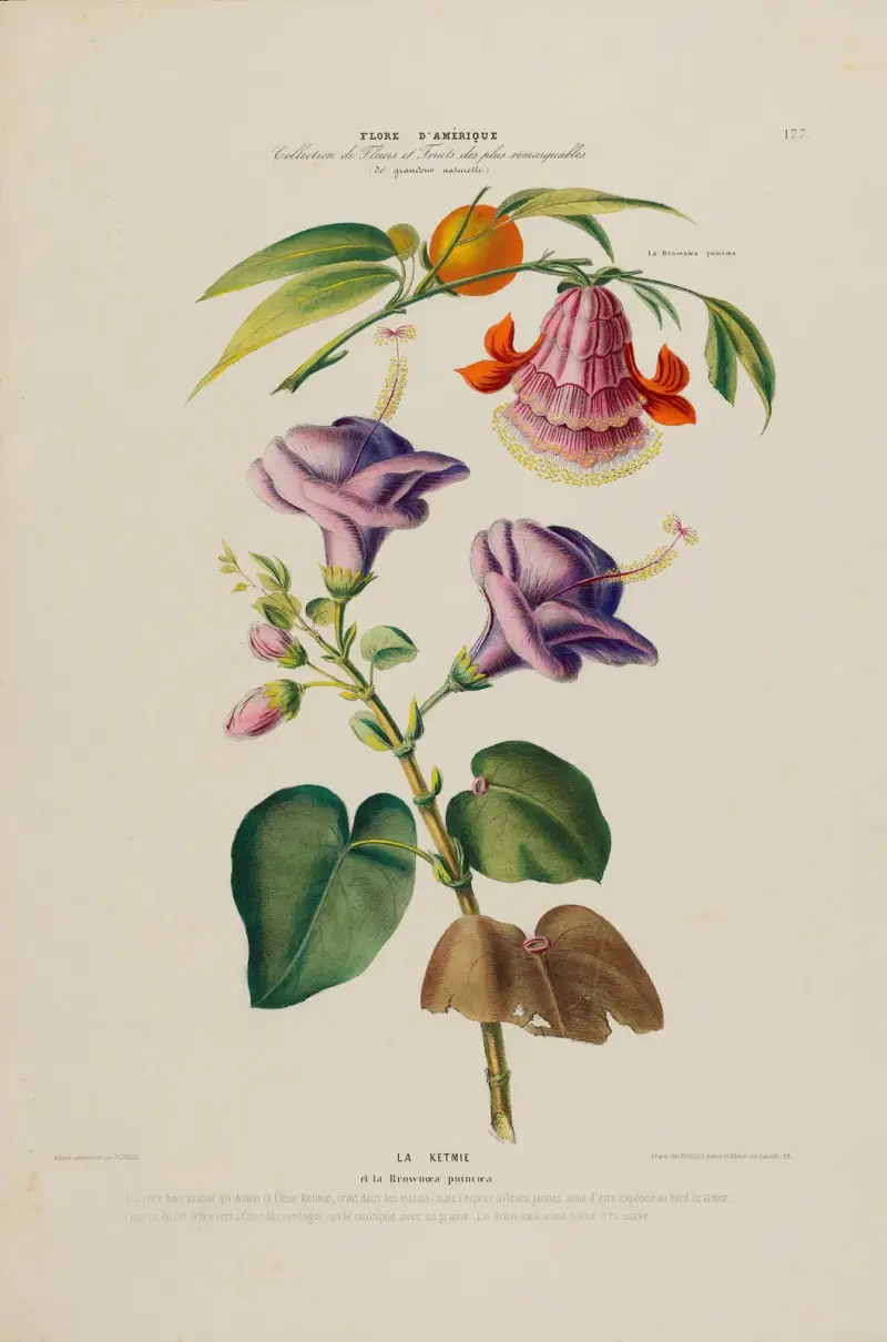 Flore d’Amérique, nach der Natur an Ort und Stelle gezeichnet, Taf. 177 von Etienne Denisse