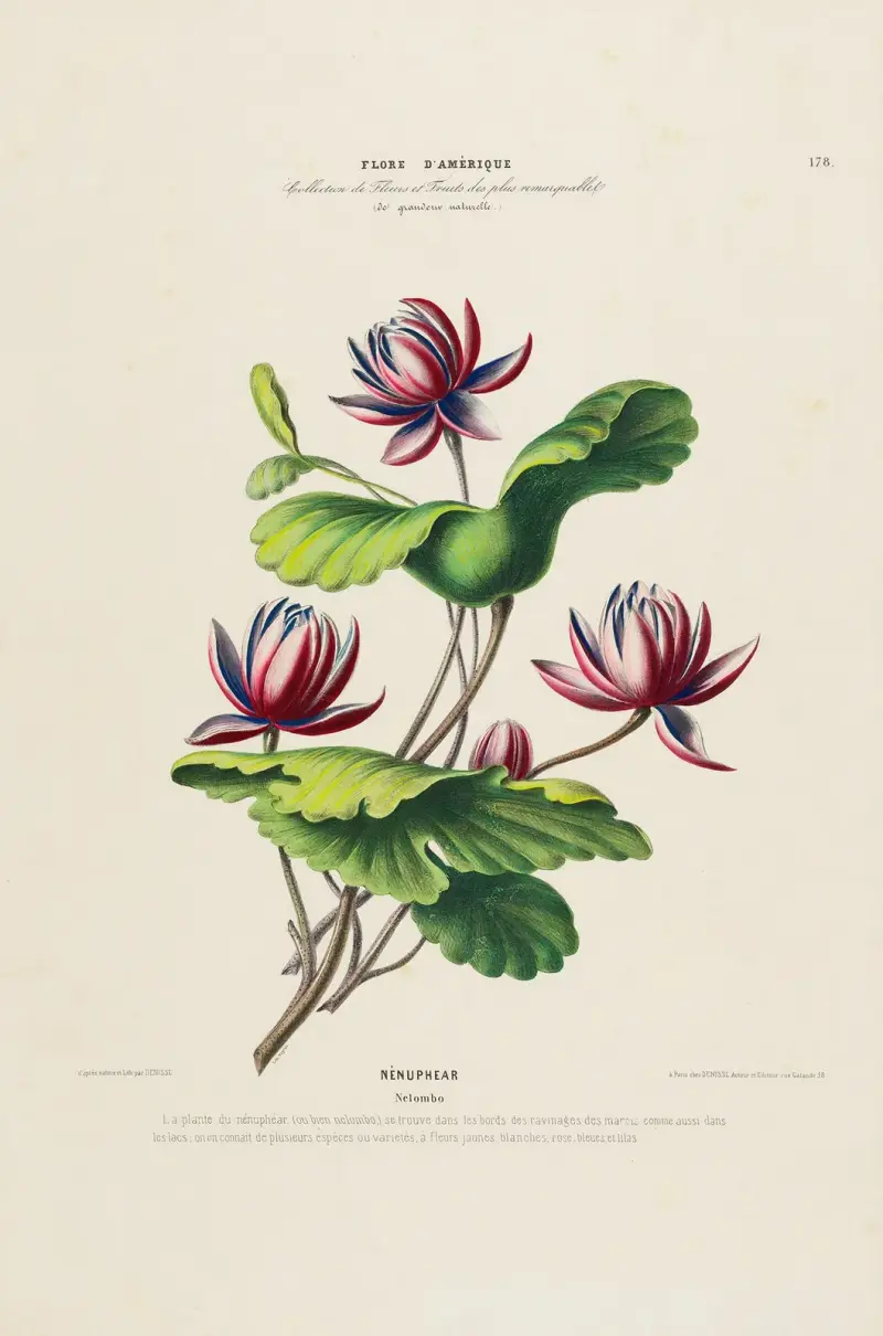 Amerikansk flora, tecknad efter naturen på plats, plansch 178 av Etienne Denisse