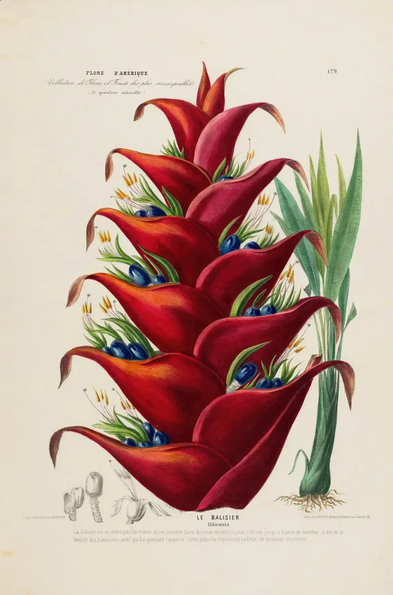 Amerikansk flora, tecknad efter naturen på platsen, plansch 179 av Etienne Denisse