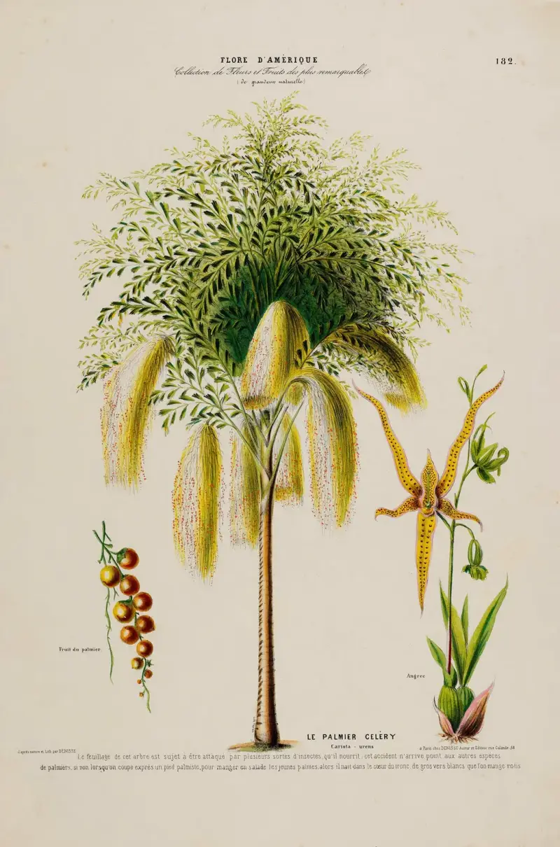 Flore d’Amérique, dessinée d’après nature sur les lieux Pl.182 von Etienne Denisse