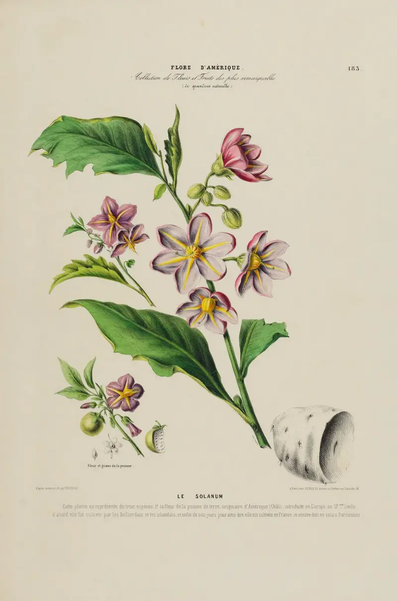 Flore d'Amérique, tecknad efter naturen på platsen, plansch 183 av Etienne Denisse