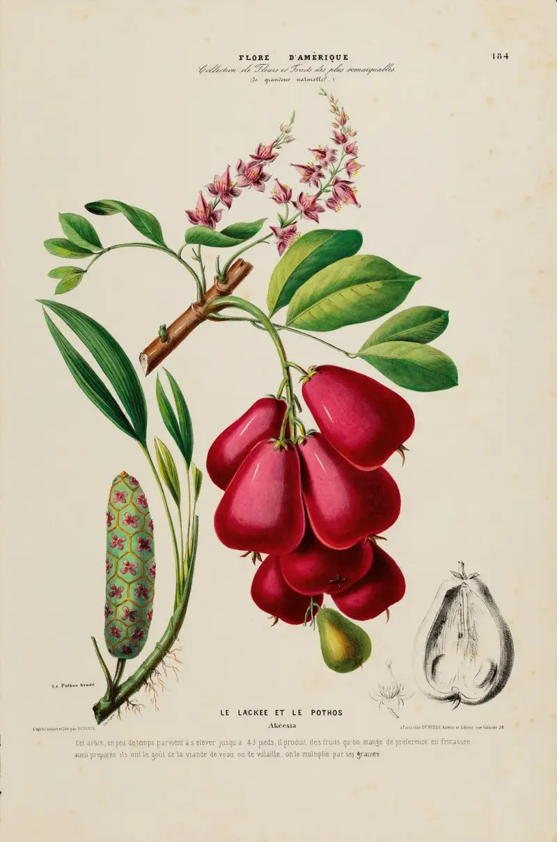 Flore d'Amérique, tecknad efter naturen på platsen, plansch 184 av Etienne Denisse