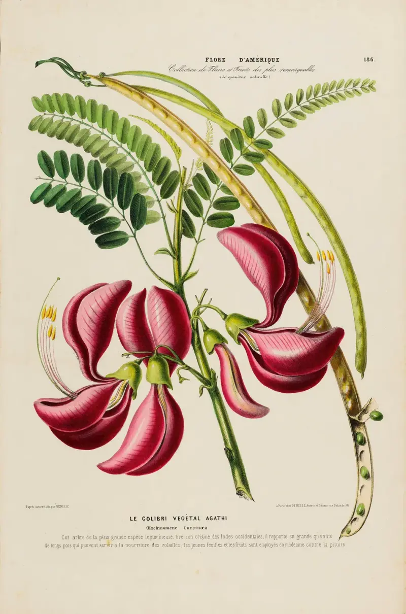 Flore d’Amérique, nach der Natur vor Ort gezeichnet, Tafel 186 von Etienne Denisse