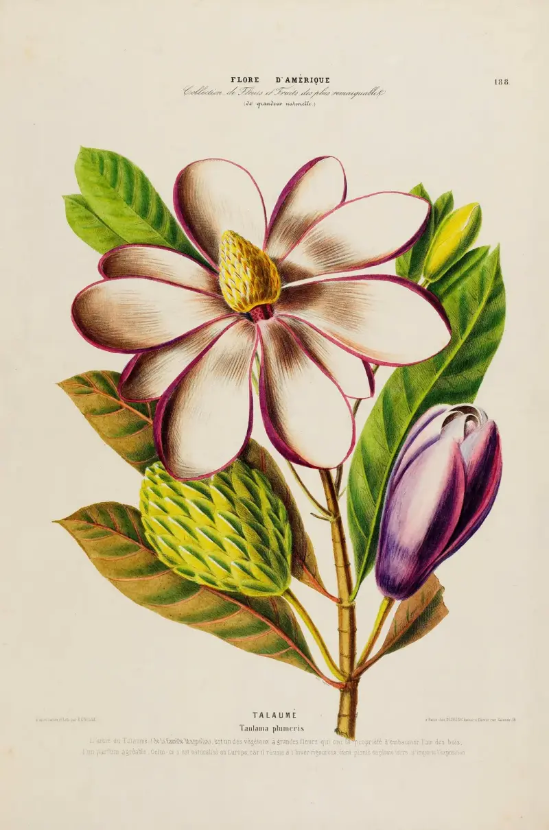 Flore d’Amérique, nach der Natur an Ort und Stelle gezeichnet, Tafel 188 von Etienne Denisse