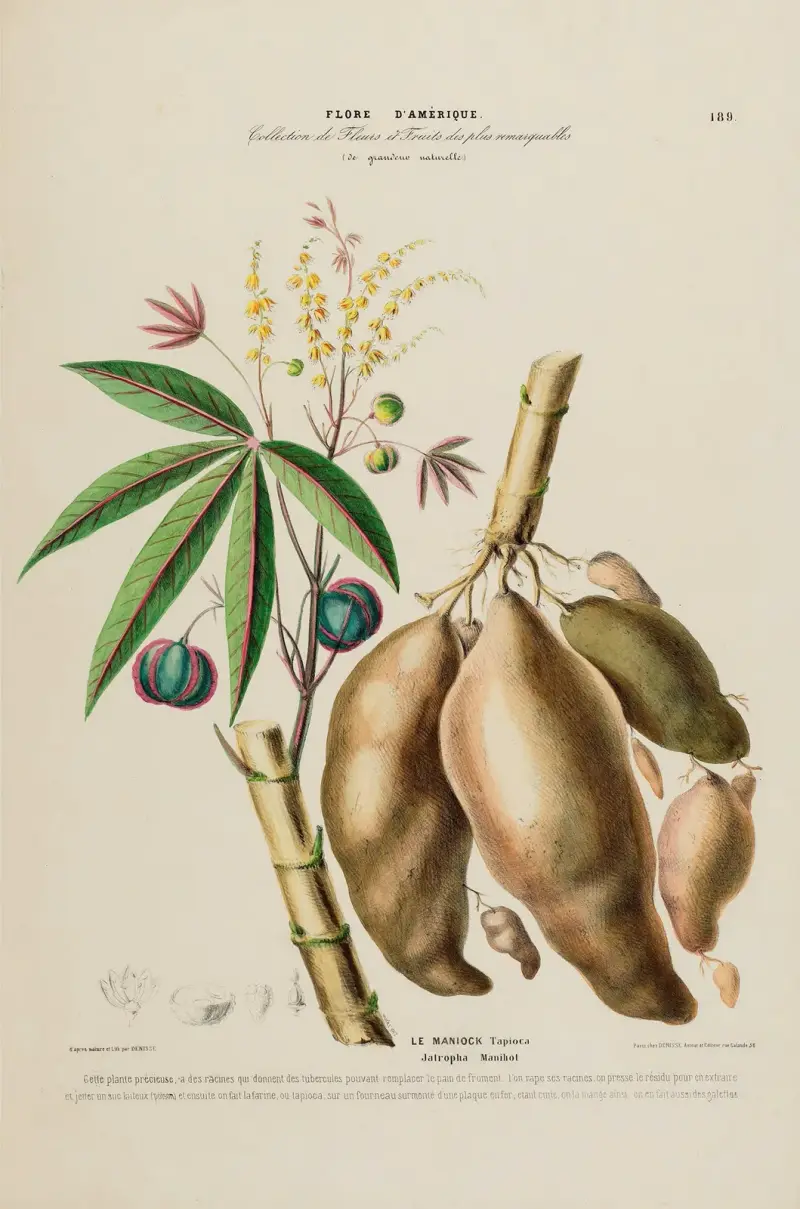 Flore d'Amérique, tecknad efter naturen på platsen, plansch 189 av Etienne Denisse