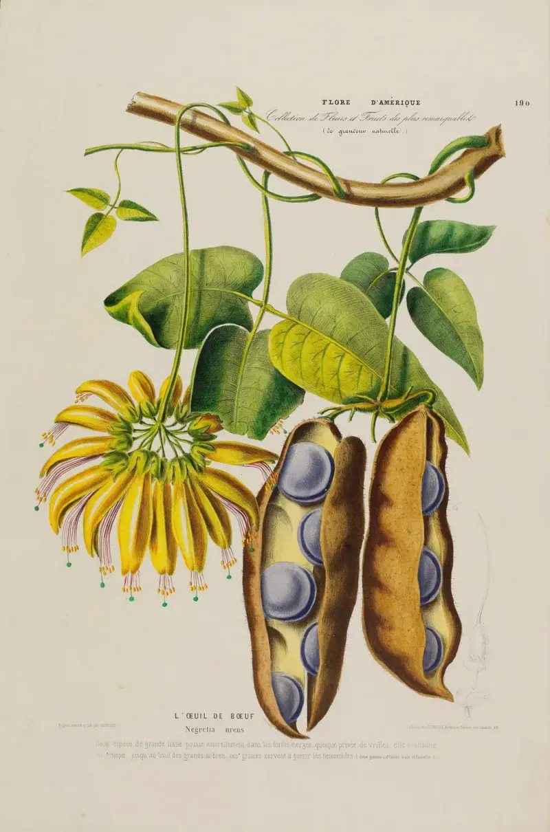 Flore d'Amérique, tecknad efter naturen på platsen, plansch 190 av Etienne Denisse