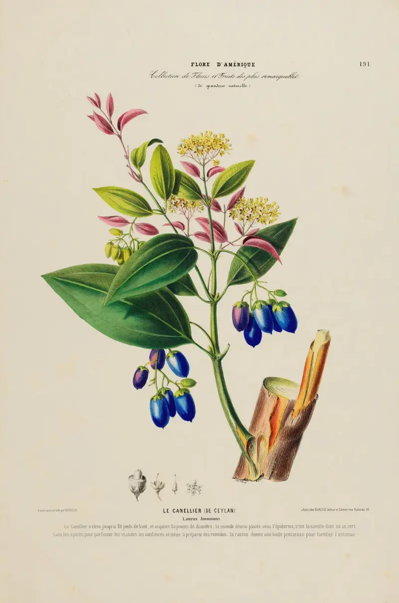 Flore d'Amérique, tecknad efter naturen på platsen, plansch 191 av Etienne Denisse