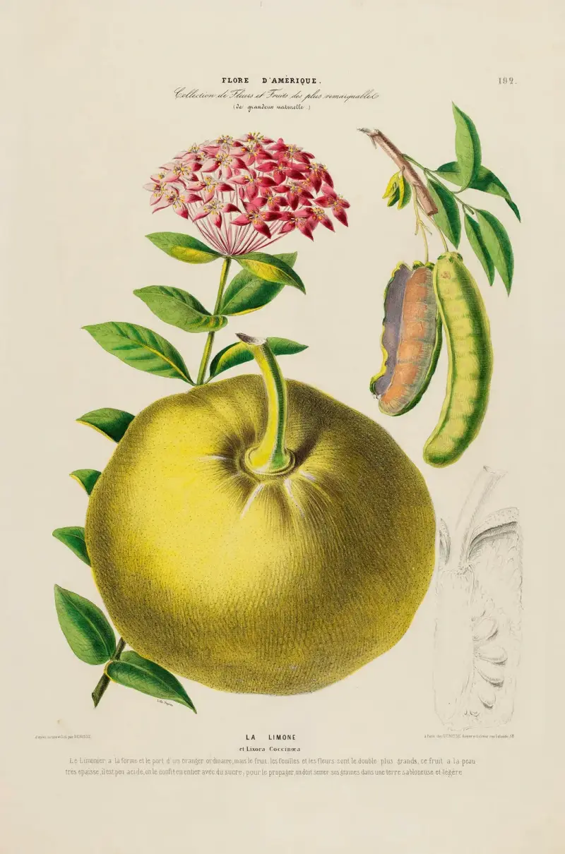 Flore d'Amérique, tecknad efter naturen på platsen, plansch 192 av Etienne Denisse