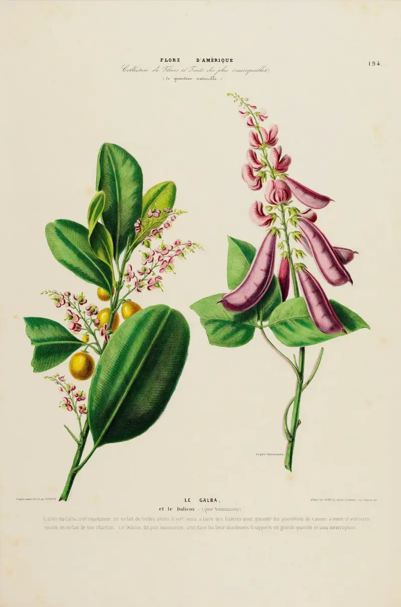 Flore d'Amérique, tecknad efter naturen på platsen, plansch 194 av Etienne Denisse