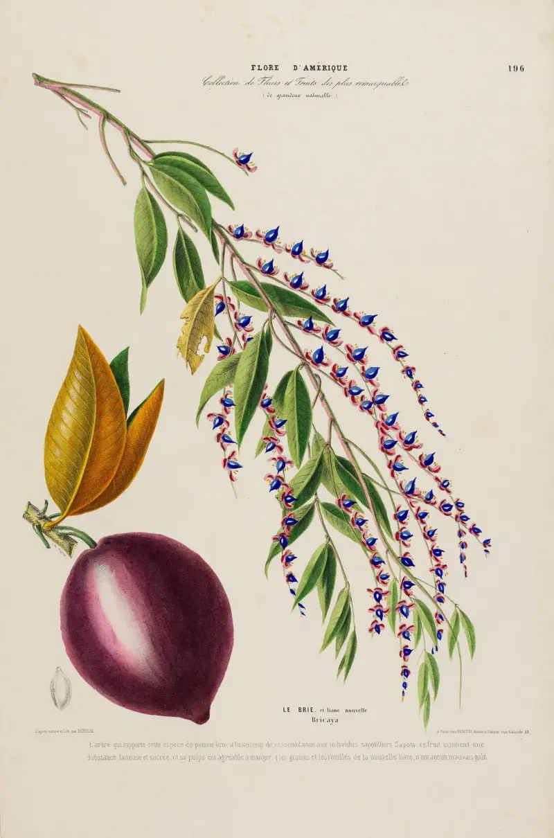 Flore d'Amérique, tecknad efter naturen på platsen, plansch 196 av Etienne Denisse