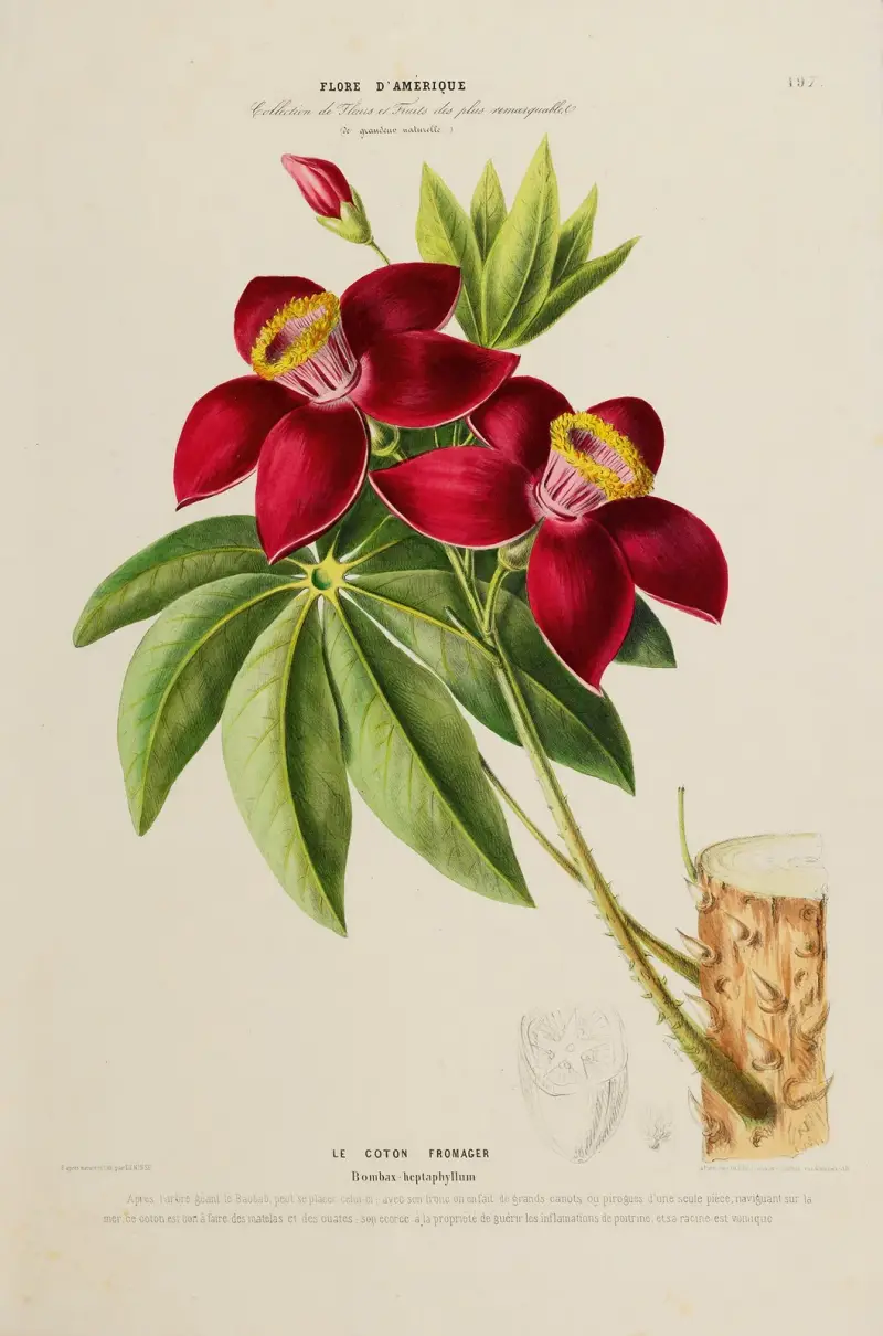 Flore d’Amérique, dessinée d’après nature sur les lieux, Tafel 197 von Etienne Denisse