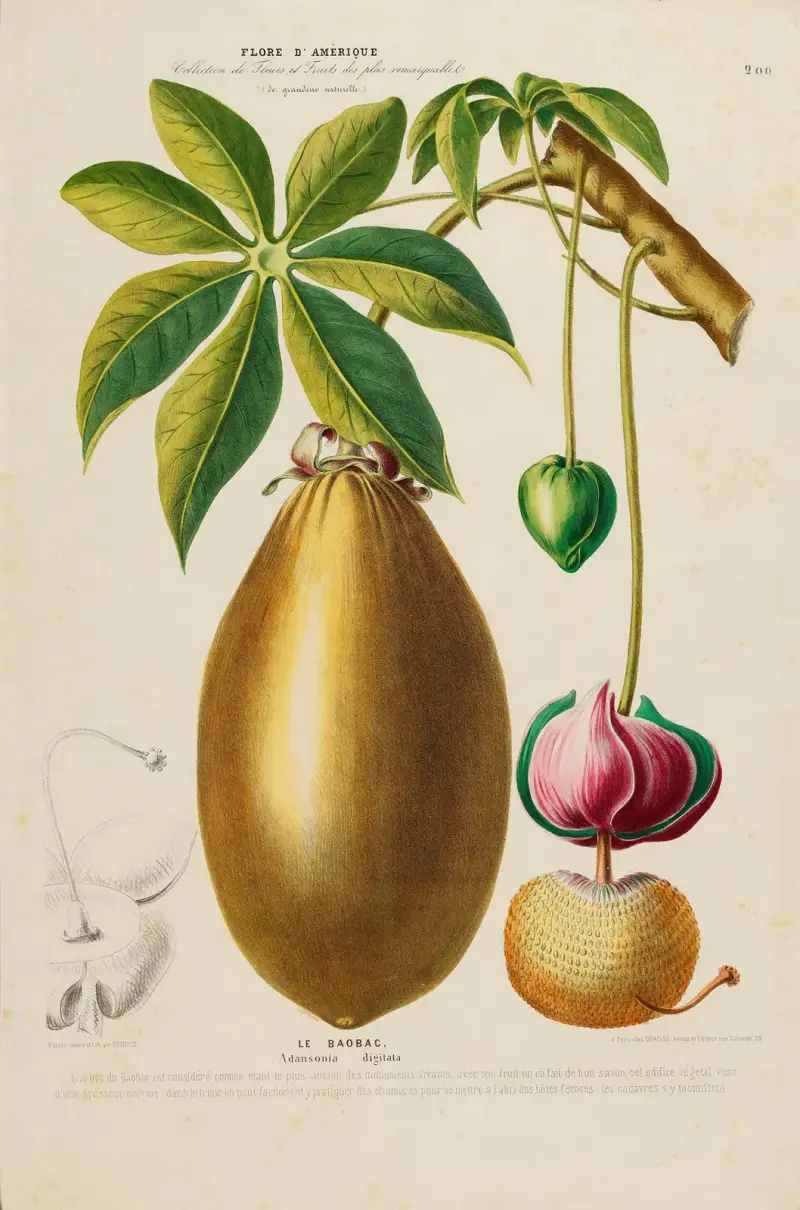 Flore d’Amérique, nach der Natur an Ort und Stelle gezeichnet, Taf. 200 von Etienne Denisse