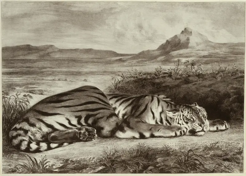 Královský tygr, 1829 – Nr. 2, Eugène Delacroix