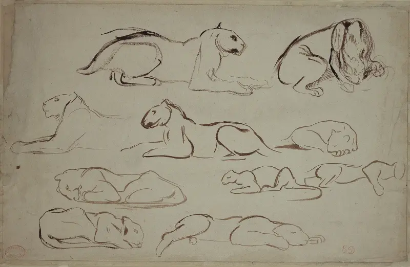 Studijní list se lvy a tygry, Eugène Delacroix