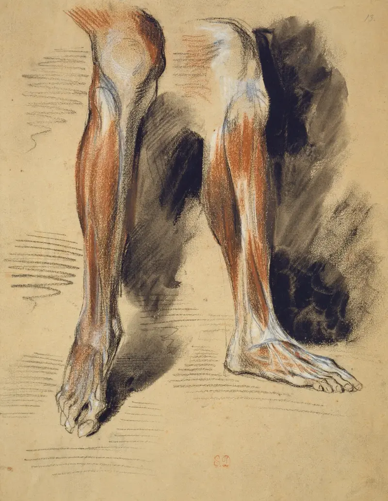 Studier av ett högerben av Eugène Delacroix