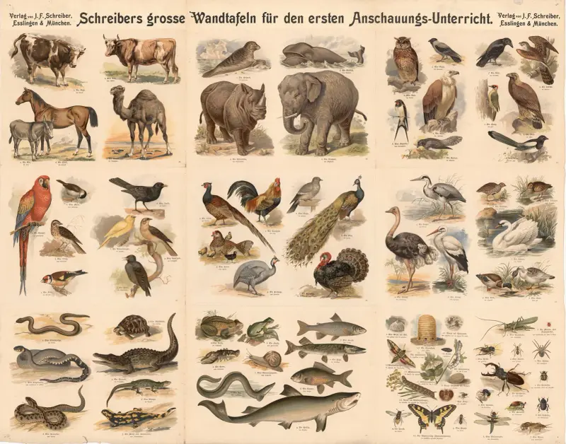 9 Bilder mit Haus- und Wildtieren von J.F. Schreiber