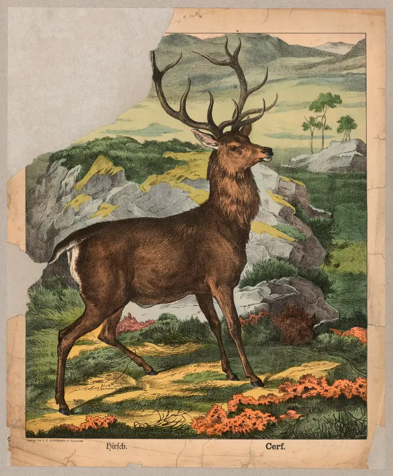 Jeleń, J.F. Schreiber