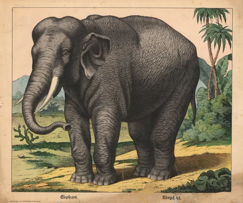 Elephant av J.F. Schreiber