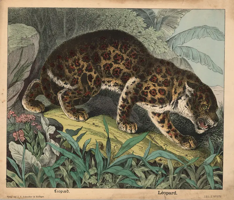 Leopard av J.F. Schreiber